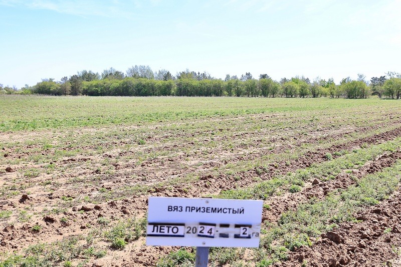 «Таза Қазақстан»: Қарағанды облысында ағаш көшеттері өсіріліп, орман алқаптары қалпына келтірілуде