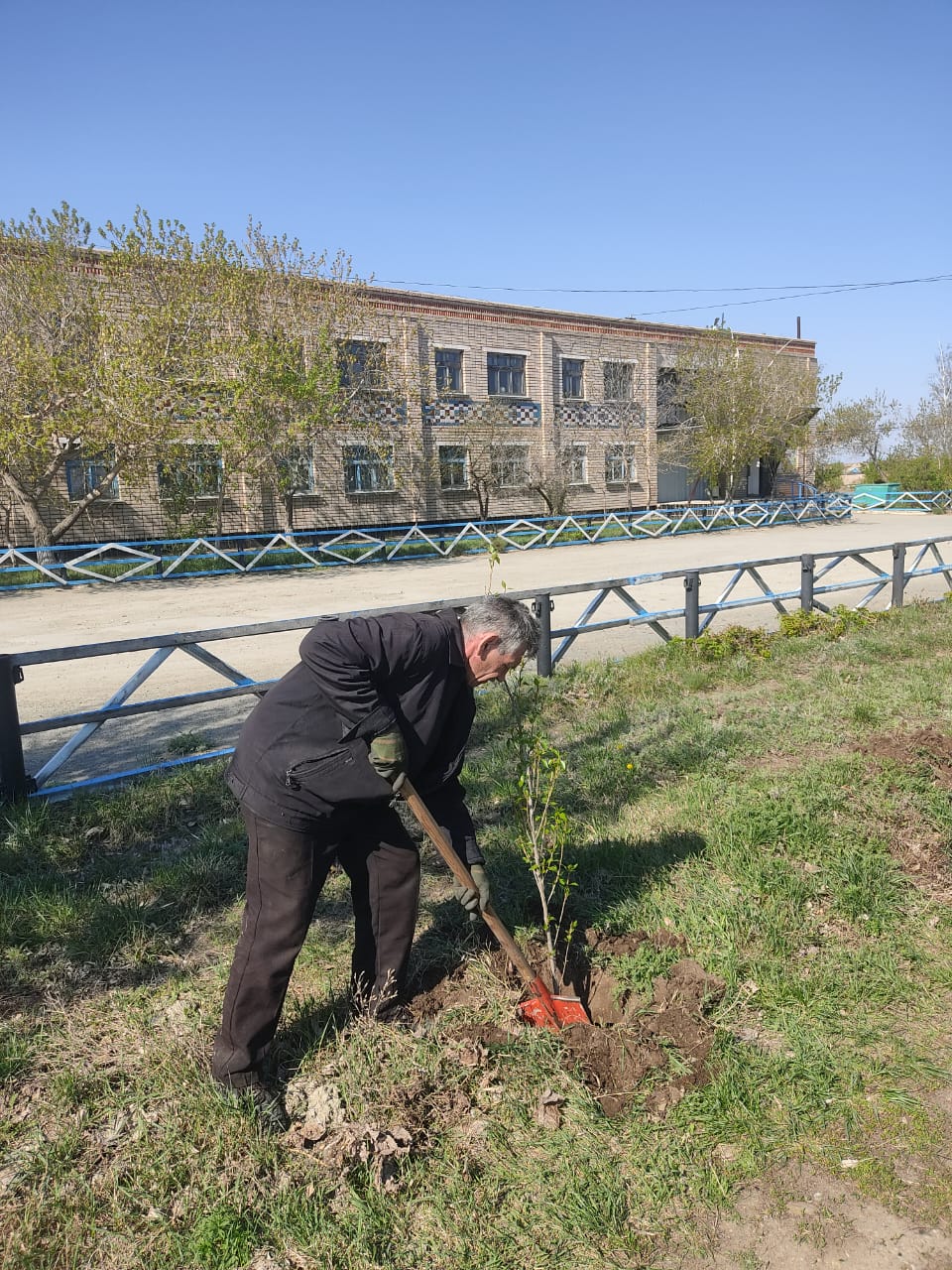 “Таза Қазақстан” экологиялық акциясы аясында пирамидалық терек көшеттерін күту бойынша жұмыстар жүргізілді