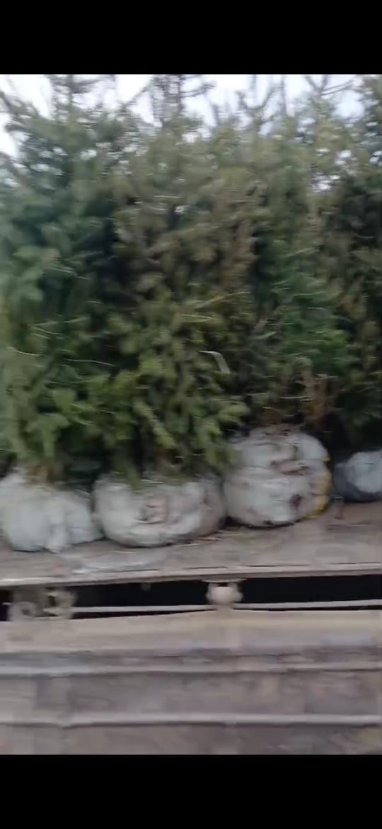 Жалағаш ауылдық округі бойынша көгалдандыру жұмыстары басталды.