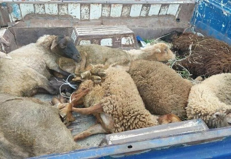 Қарағандылық полицейлер мал ұрлығының жолын кесті