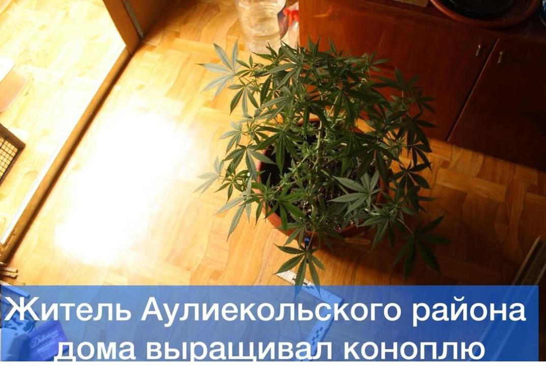 Әулиекөл ауданының тұрғыны үйінде қарасора өсірген