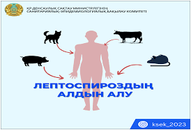 Лептоспироз алдын алу.