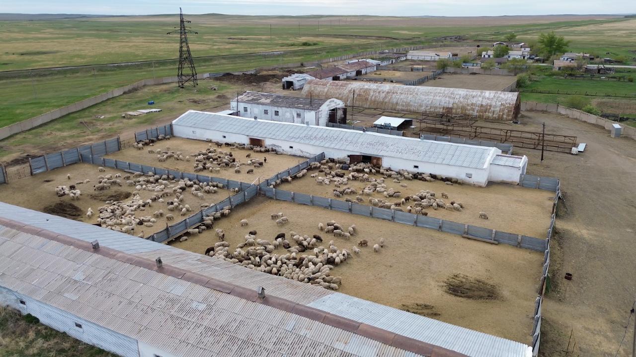 Ақмола облысында ірі мал шаруашылығы кластері құрылуда