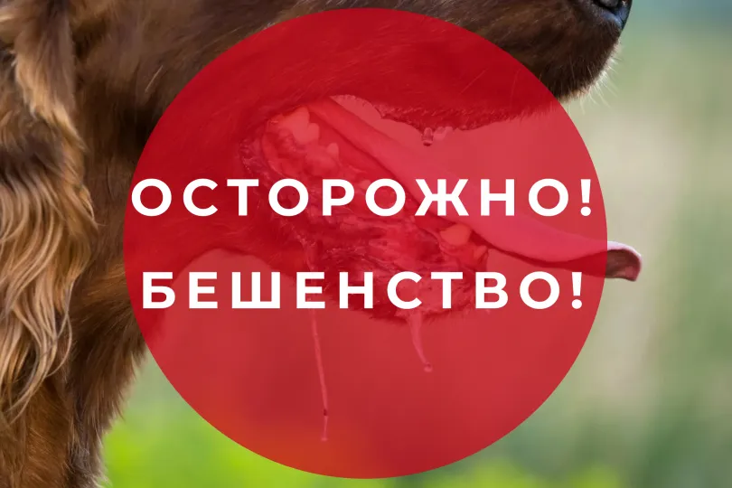 Құтыру-адамдар мен жануарлардың көпшілігі үшін қауіпті жұқпалы ауру.