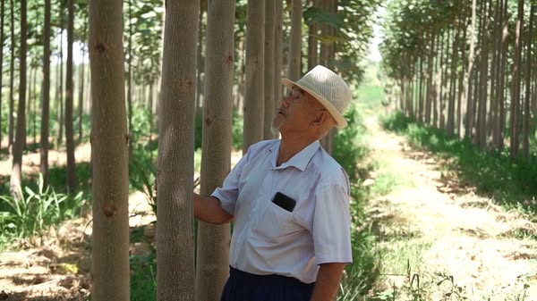 КЕЛЕС: ПАВЛОНИЯ ӨСІРІП, ЖАҢА ІСКЕ ЖОЛ АШҚАН ЗЕЙНЕТКЕР