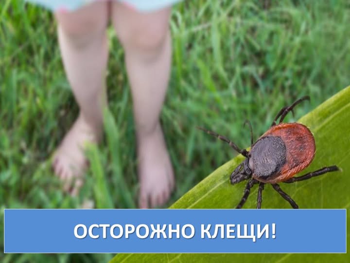 2025 жылғы эпидемиялық маусымның басынан бері Ақмола облысында 713 ілеусін шаншылу жағдайы тіркелді, бұл өткен жылдың осы кезеңіндегі 332 жағдайға қарағанда 2,1 есе көп.