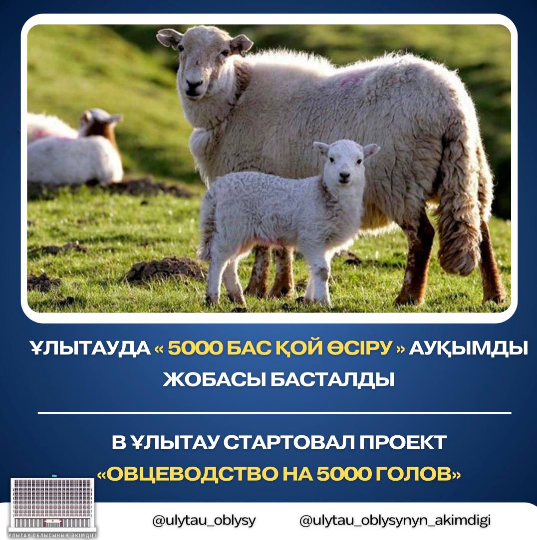 Ұлытауда «5000 бас қой өсіру» ауқымды жобасы басталды