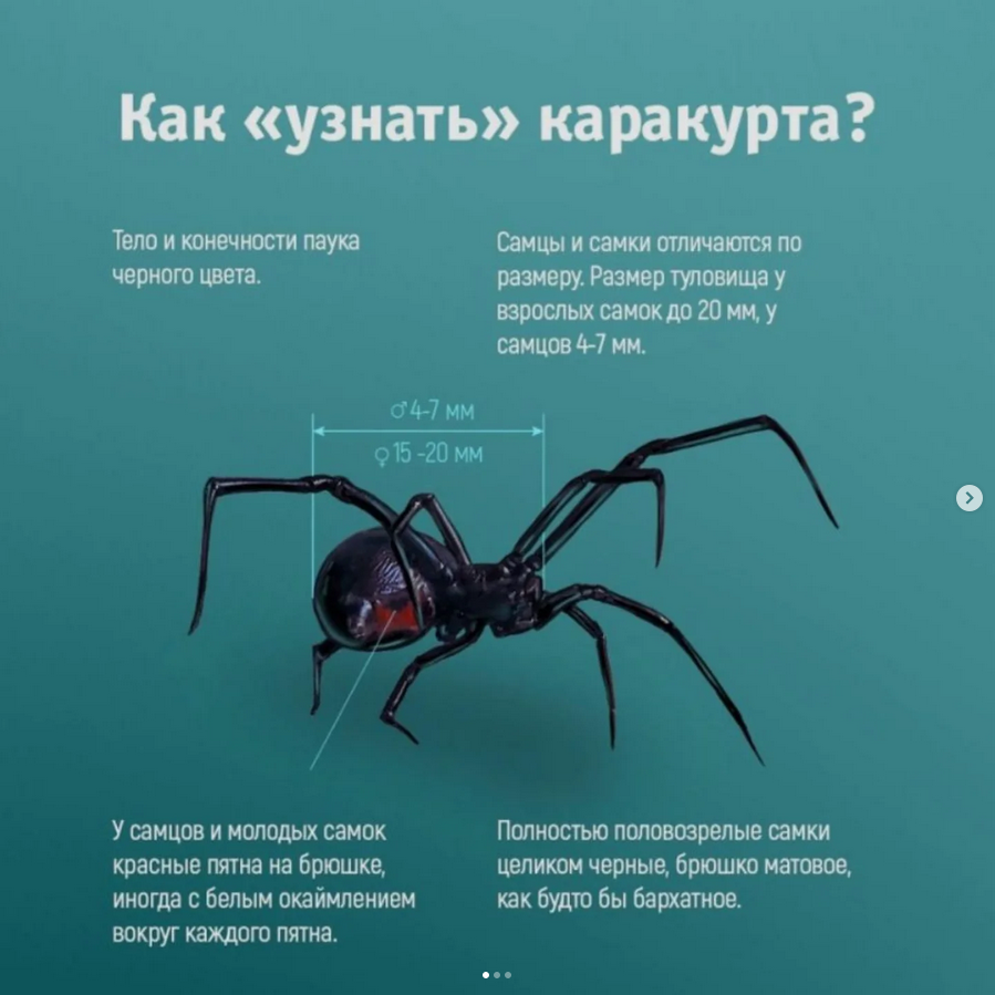 Құрметті Алтай ауданының тұрғындары! Сіздерге біздің аумақта қарақұрттың – қара жесір отбасына жататын қауіпті улы өрмекшінің пайда болуының тіркелген оқиғасы туралы хабарлаймыз.