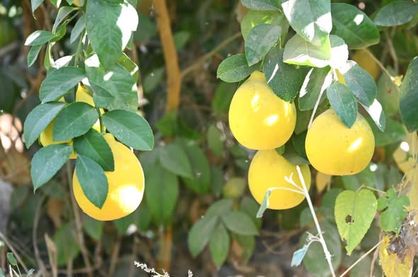 ТҮРКІСТАН: ЖЕТІСАЙЛЫҚТАР ТРОПИКАЛЫҚ ЖЕМІС ӨСІРУДІ МЕҢГЕРУДЕ