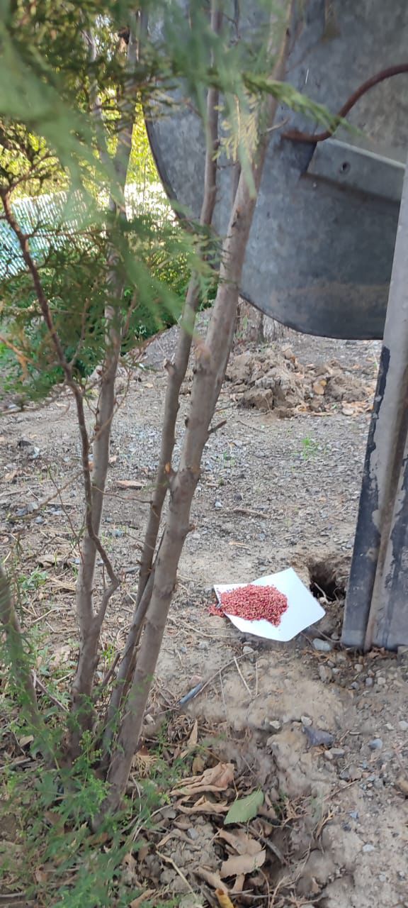 Алматыда дератизацияның күзгі кезеңі аяқталып келеді – 47 мың гектардан астам аумақ дәріленді