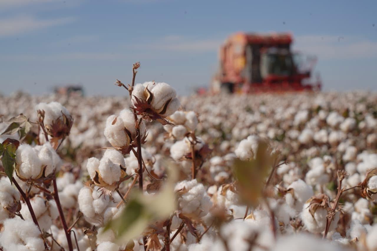 Қазақстанда мақта терімі аяқталуға жақын