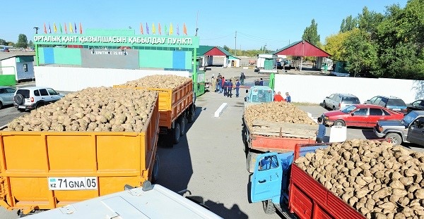 Қызылша егетін өңірлердің зауыттары жаңа өнімнің қант қызылшасын қабылдауды бастады