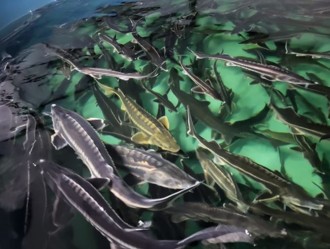 «Қостанай осетр» өндірістік қуатын екі есеге арттыруға дайын