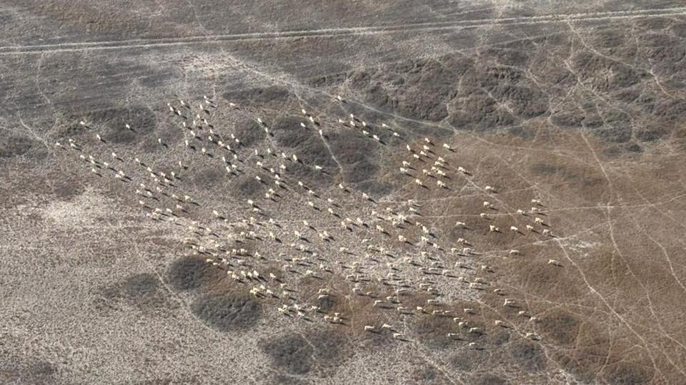 Әуе мониторингі: Қарағанды облысында арқар, елік және киік саны анықталуда