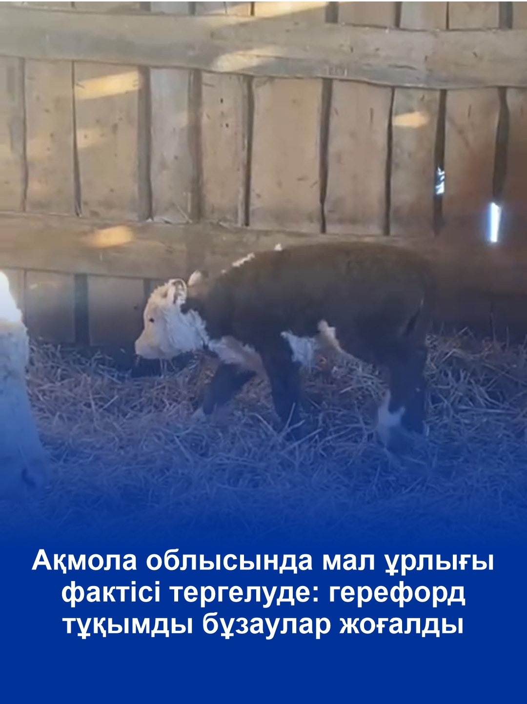 Ақмола облысында мал ұрлығы фактісі тергелуде: герефорд тұқымды бұзаулар жоғалды