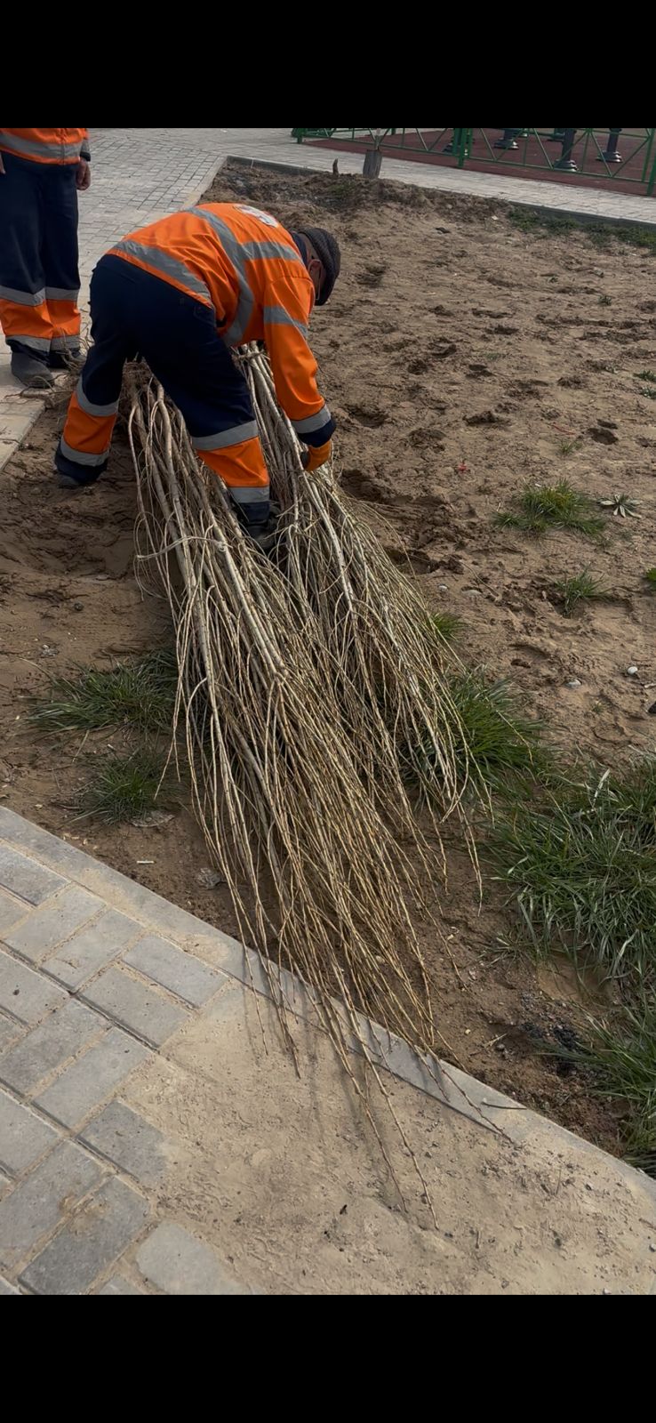 Жаңару күніне орай «Таза Қазақстан» экологиялық акциясы аясында Қаратау ауданында кең көлемді сенбілік және ағаш отырғызу жұмыстары ұйымдастырылды.