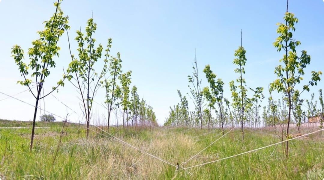 Қарағанды облысында жасыл белдеу қалыптастыру жұмыстары қарқын алады