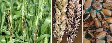 ДӘНДІ ДАҚЫЛДАРДЫҢ БАС АУРУЛАРЫ.