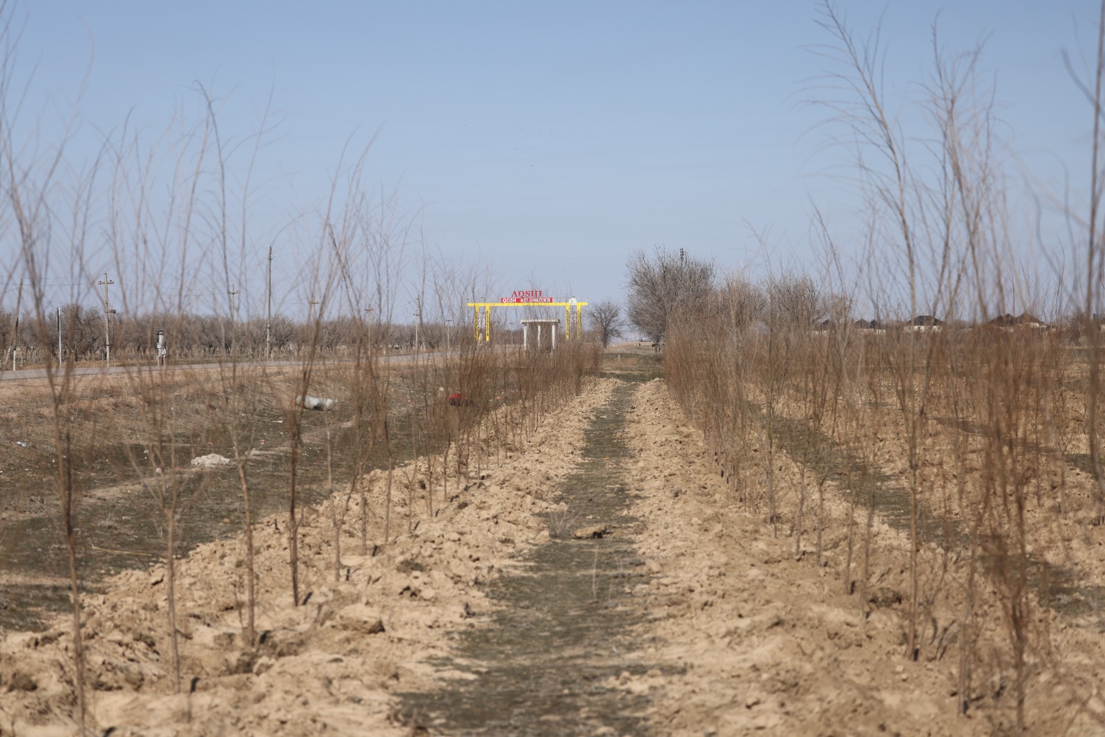 Іле ауданында 30 мыңнан астам ағаш көшеті отырғызылуда