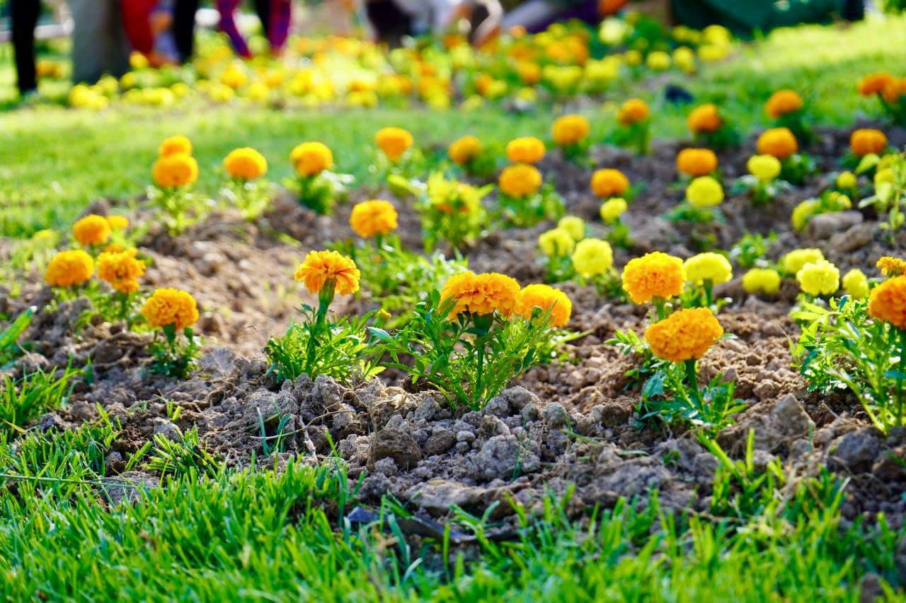 35 МЫҢ ГҮЛ ЕГІЛІП, АУДАН КЕЛБЕТІ КӨРКЕЮДЕ