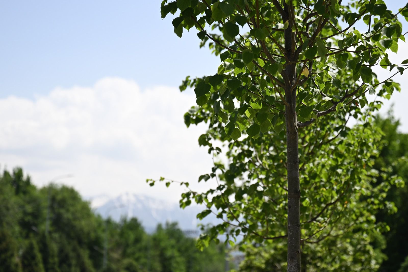 Алматыда жасыл қорды төрт кезеңмен биологиялық дәрілеу басталады