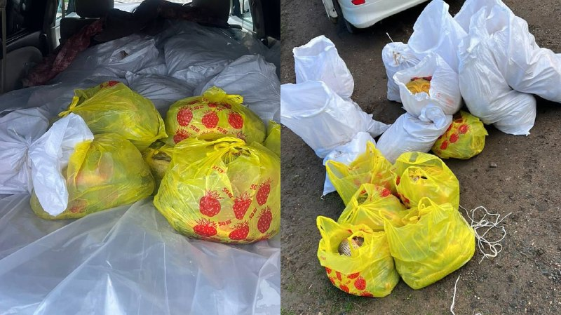 БҚО-да полицейлер заңсыз балық тасымалын тоқтатты: 400 келіге жуық балық тәркіленді