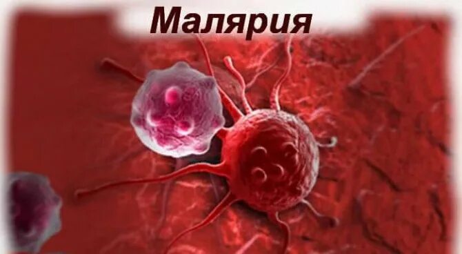 Безгек: белгілері және алдын алу шаралары