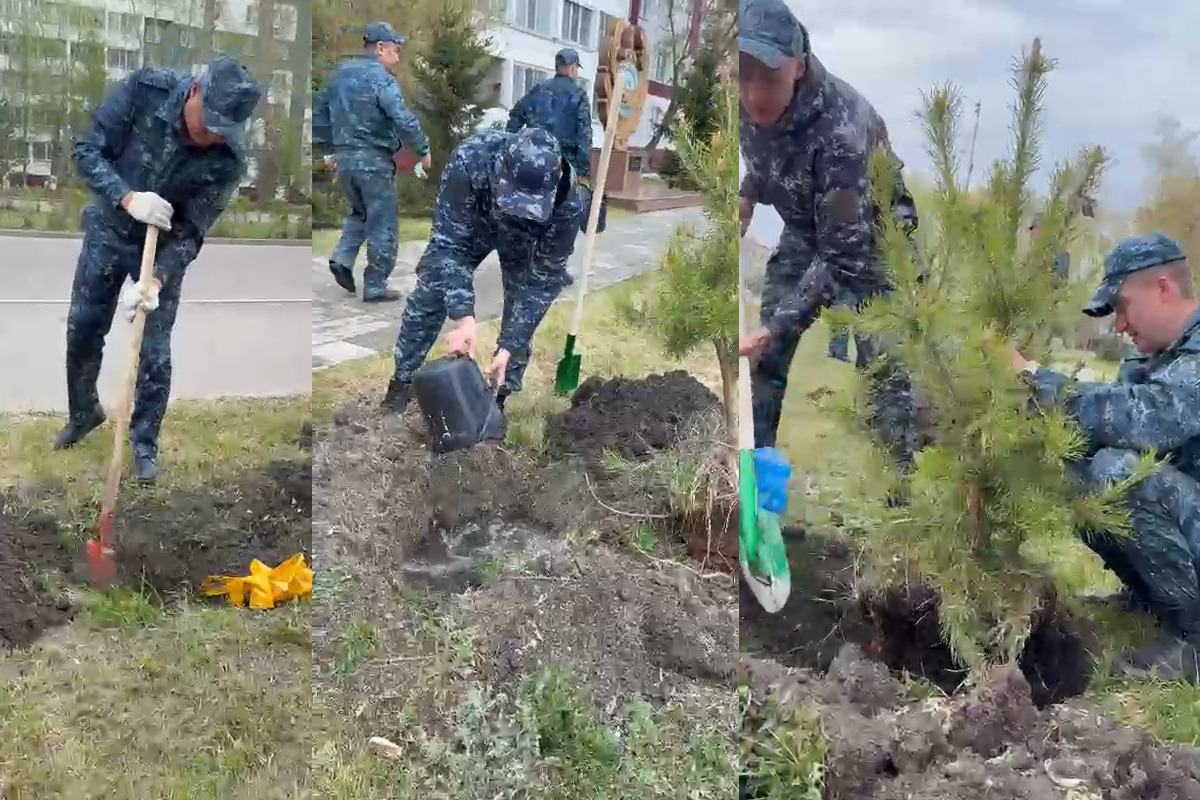 СҚО-да полицейлер «Таза Қазақстан» акциясы аясында шырша көшеттерін отырғызды