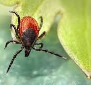 Кене энцефалиті