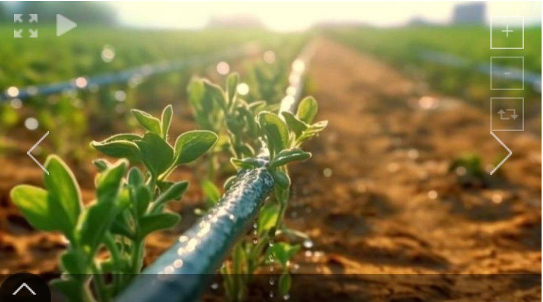 Су тұтынуды азайту – егіс науқанының басты басымдықтарының бірі.