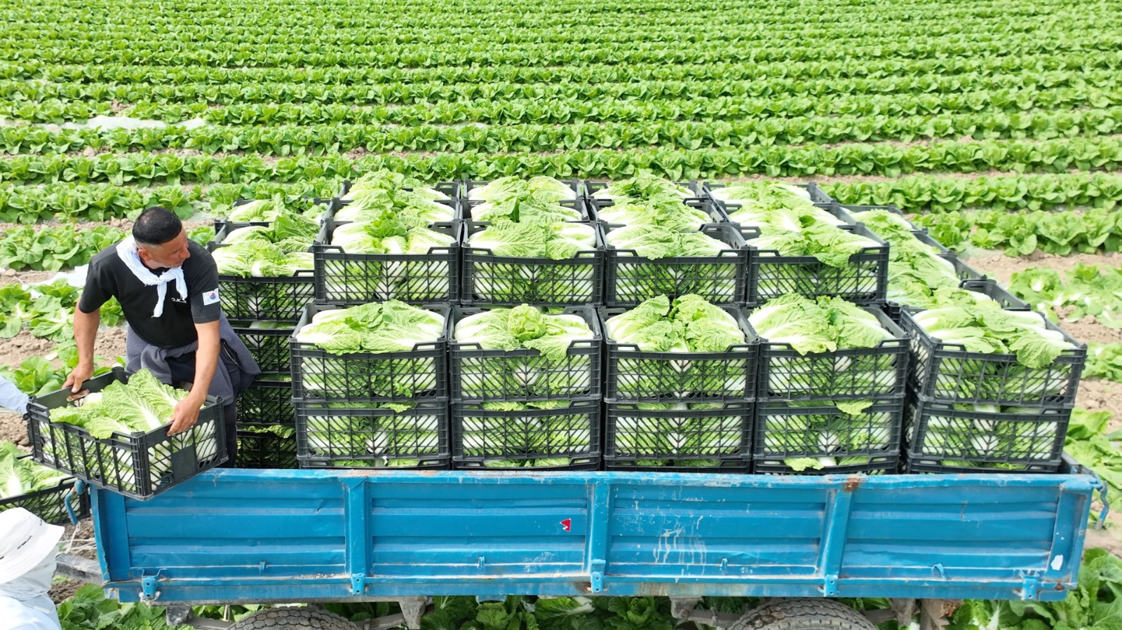 ТҮРКІСТАН: МАҚТААРАЛДЫҚ ДИҚАНДАР ЕРТЕ ПІСЕТІН ҚЫРЫҚҚАБАТТЫҢ АЛҒАШҚЫ ӨНІМІН НАРЫҚҚА ШЫҒАРДЫ