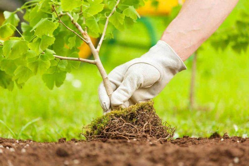 Ақтөбеде ауқымды көгалдандыру акциясы өтеді