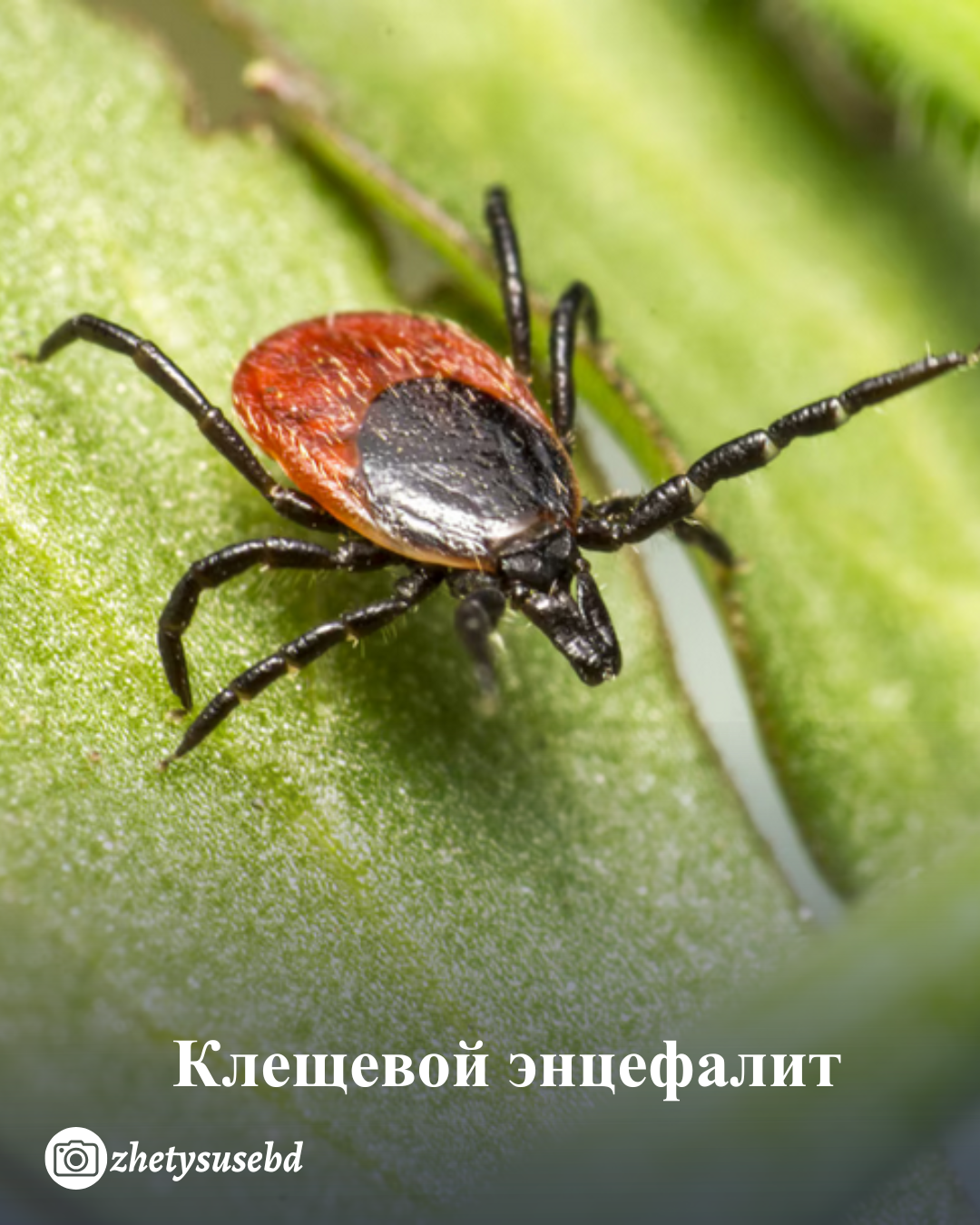 Кене энцефалиті