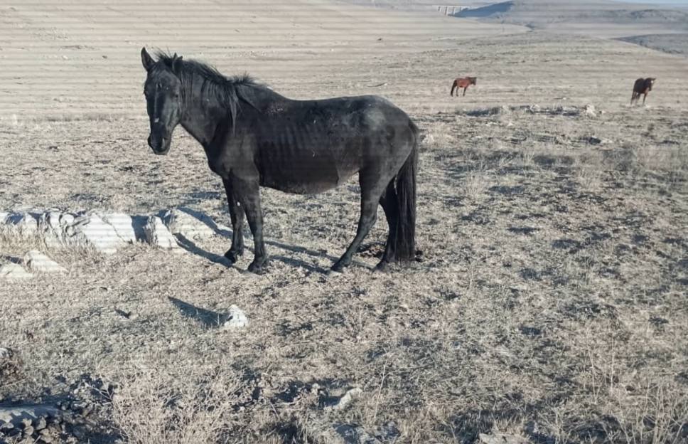 ІІМ Жамбыл облысында мал ұрлығымен айналысқан екі топты құрықтады