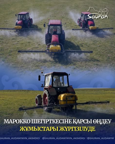 МАРОККО ШЕГІРТКЕСІНЕ ҚАРСЫ ӨҢДЕУ ЖҰМЫСТАРЫ ЖҮРГІЗІЛУДЕ