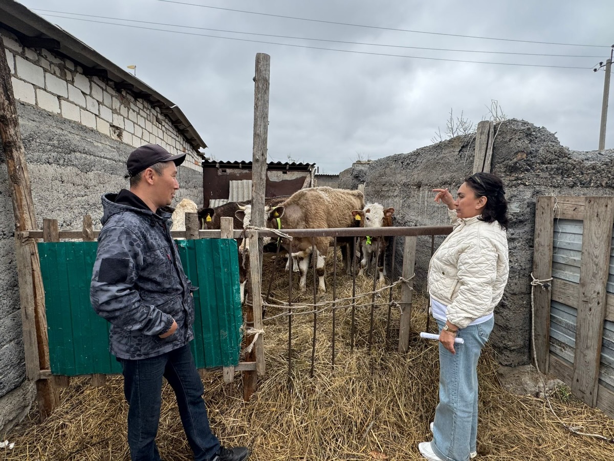 Жануарларды жарық шағылыстырғыш ленталармен қамту