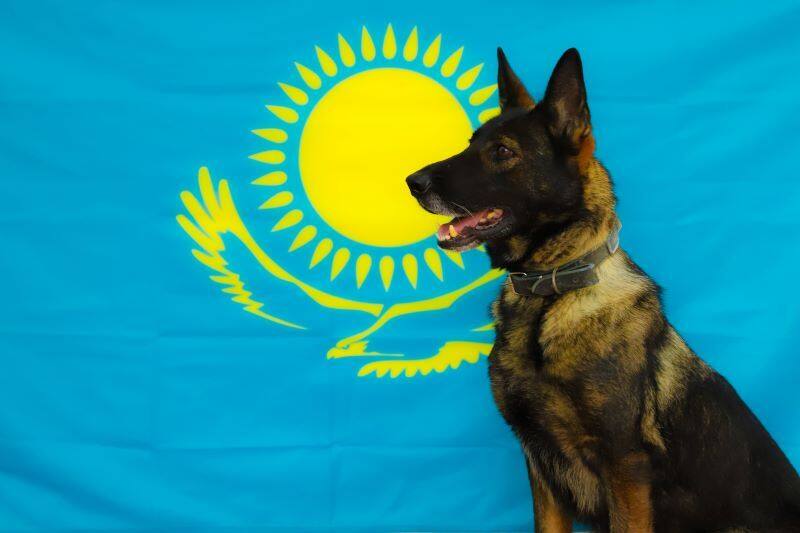 Қауіпсіздік күзетіндегі төрт аяқты тәртіп сақшысы — Буча