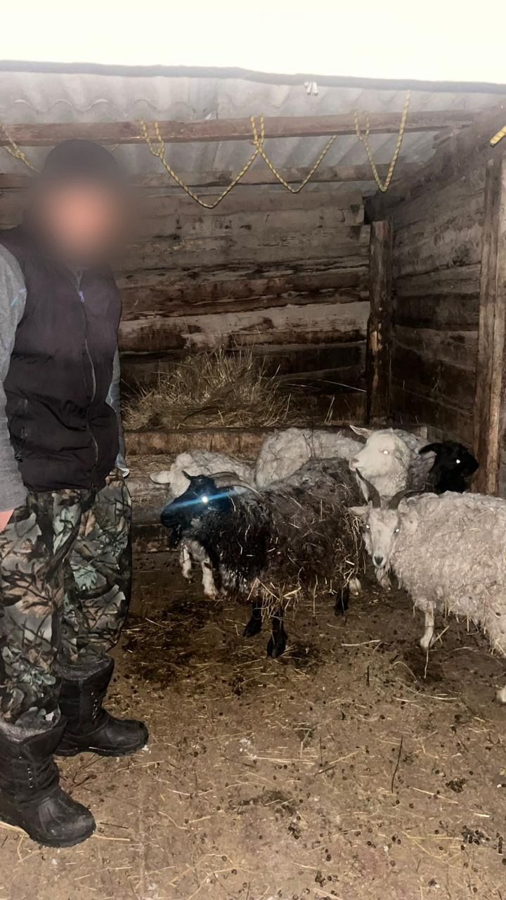 Қар үстіндегі іздер арқылы: ШҚО полицейлері мал ұрлығы фактісін ашты