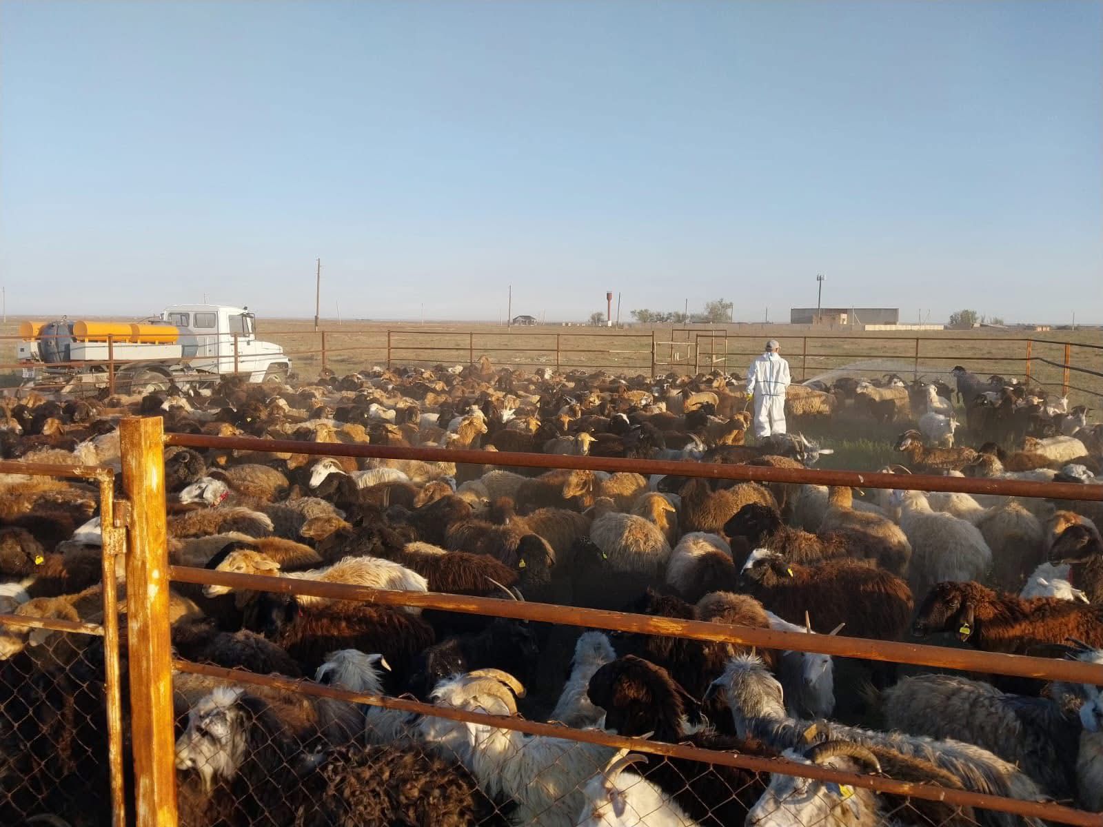 Конго-Қырым геморрагиялық қызбасының табиғи ошағында орналасқан елді мекендерде кенеге қарсы залалсыздандыру жұмыстары басталды