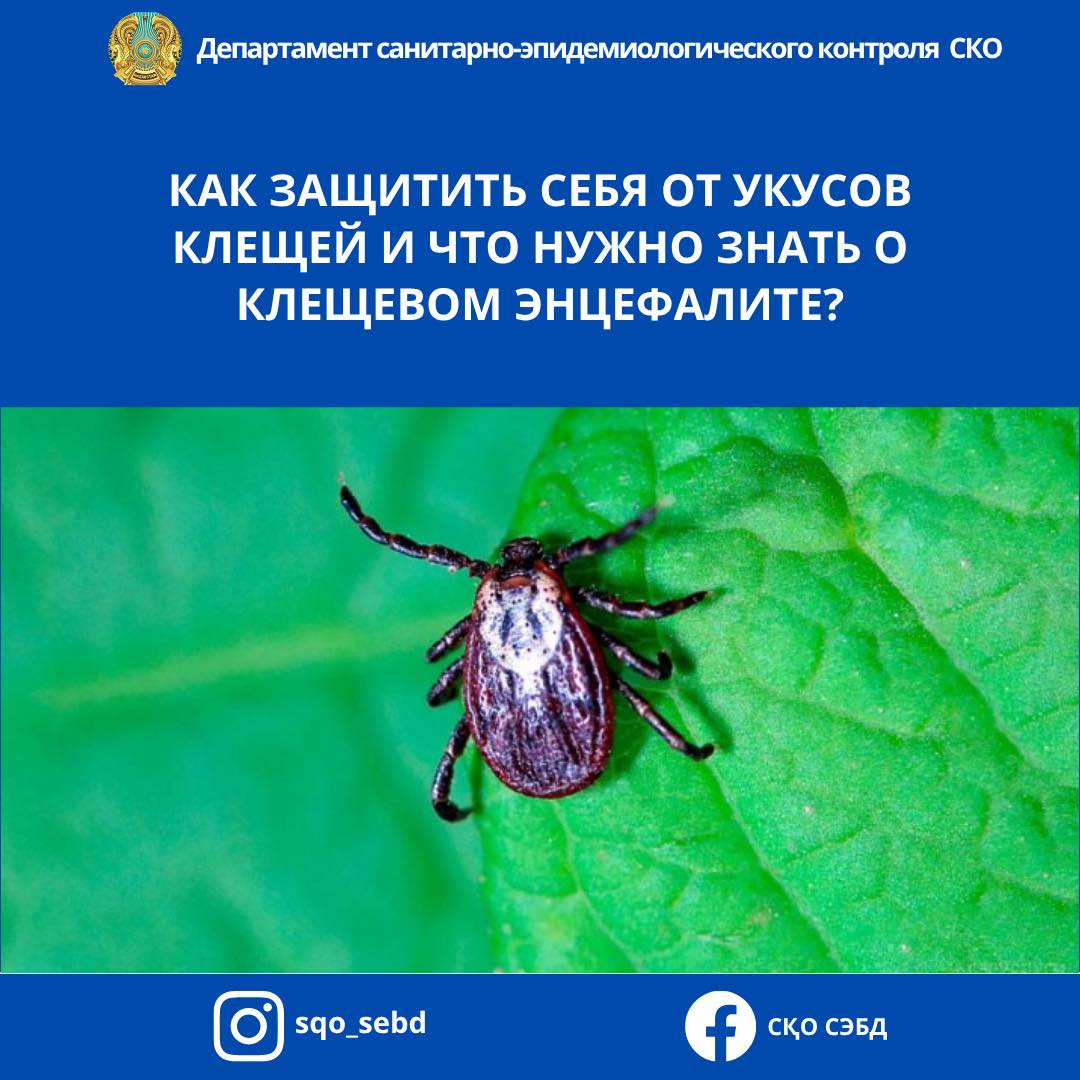 📌КЕНЕ ШАҒУЫНАН ҚАЛАЙ ҚОРҒАНУҒА БОЛАДЫ ЖӘНЕ КЕНЕ ЭНЦЕФАЛИТІ ТУРАЛЫ НЕНІ БІЛУ КЕРЕК?