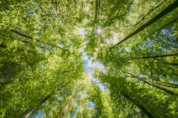 «Таза Қазақстан»: Алматы облысында экологиялық шаралар жоспары әзірленді