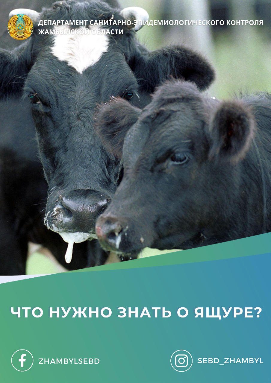 Аусыл туралы не білу керек?