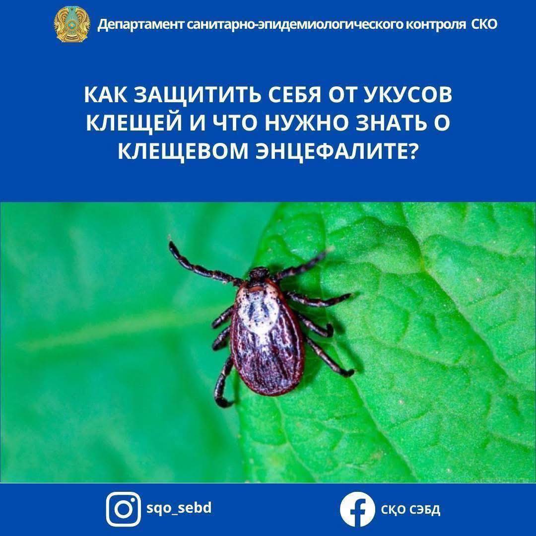 📌КЕНЕ ШАҒУЫНАН ҚАЛАЙ ҚОРҒАНУҒА БОЛАДЫ ЖӘНЕ КЕНЕ ЭНЦЕФАЛИТІ ТУРАЛЫ НЕНІ БІЛУ КЕРЕК?