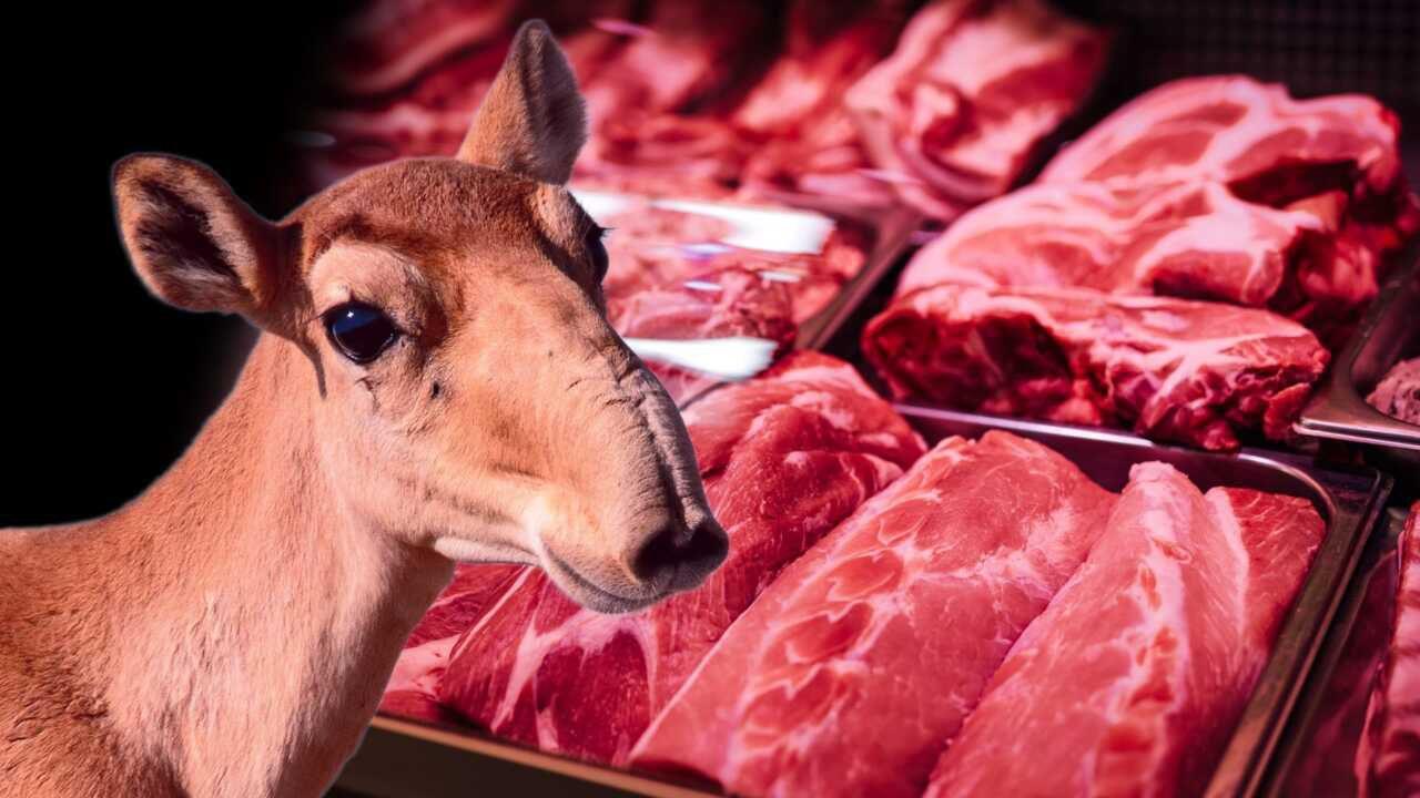 Ақбөкен етінің құндылығы мен пайдасы туралы
