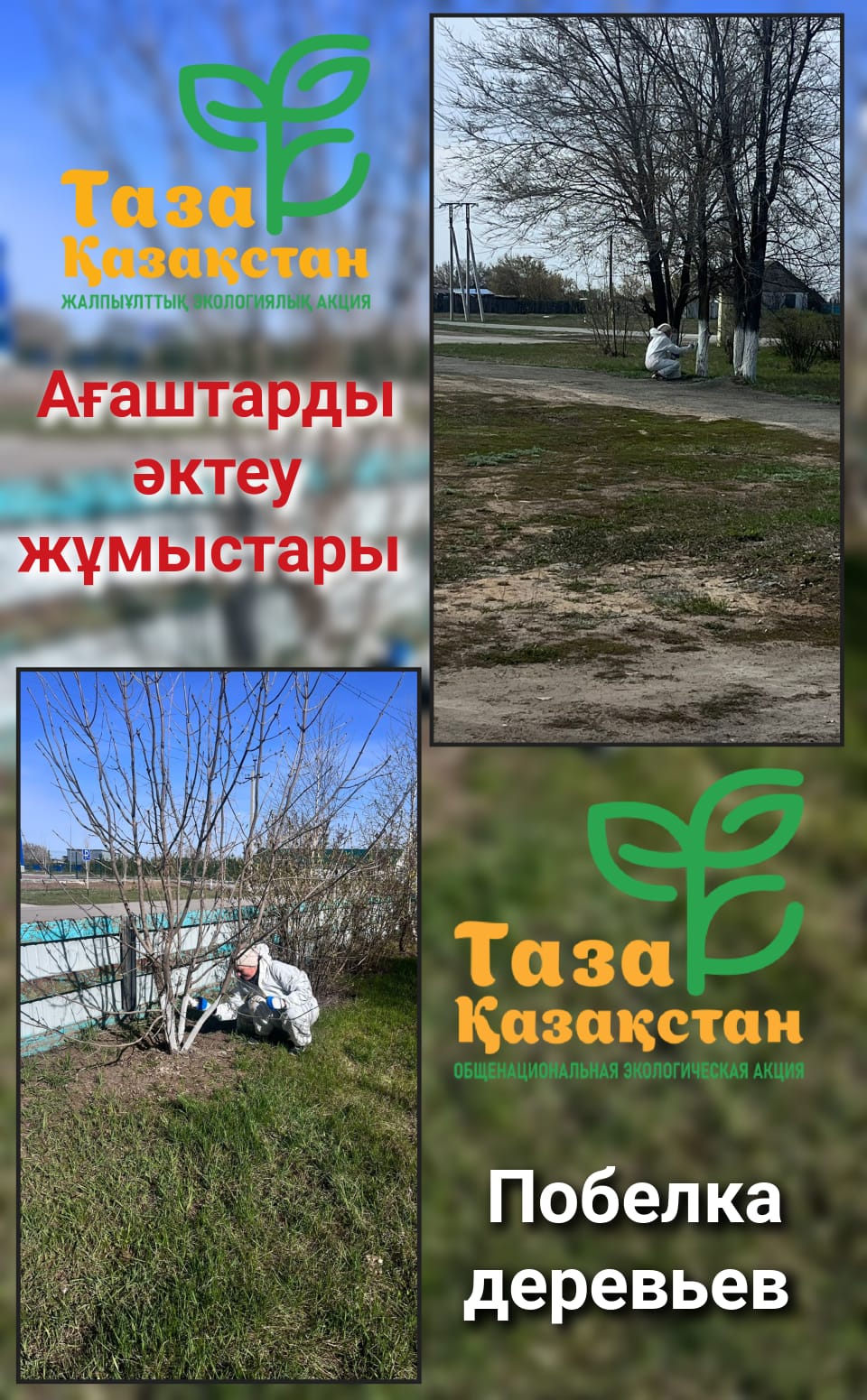 Елді мекенде ағаштарды әктеу жұмыстары жүргізілуде. Бұл шара ағаштарды зиянкестерден қорғауға, күн сәулесінен болатын зақымданудың алдын алуға және олардың саулығын сақтауға бағытталған.
