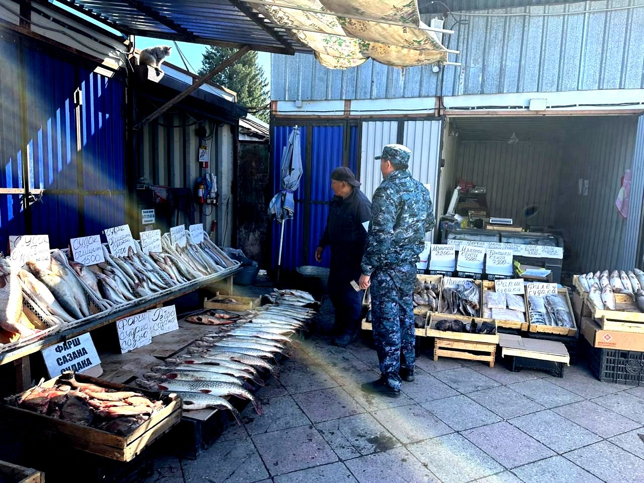 ШҚО-да «Уылдырық шашу» республикалық жедел алдын алу шарасы қорытындыланды