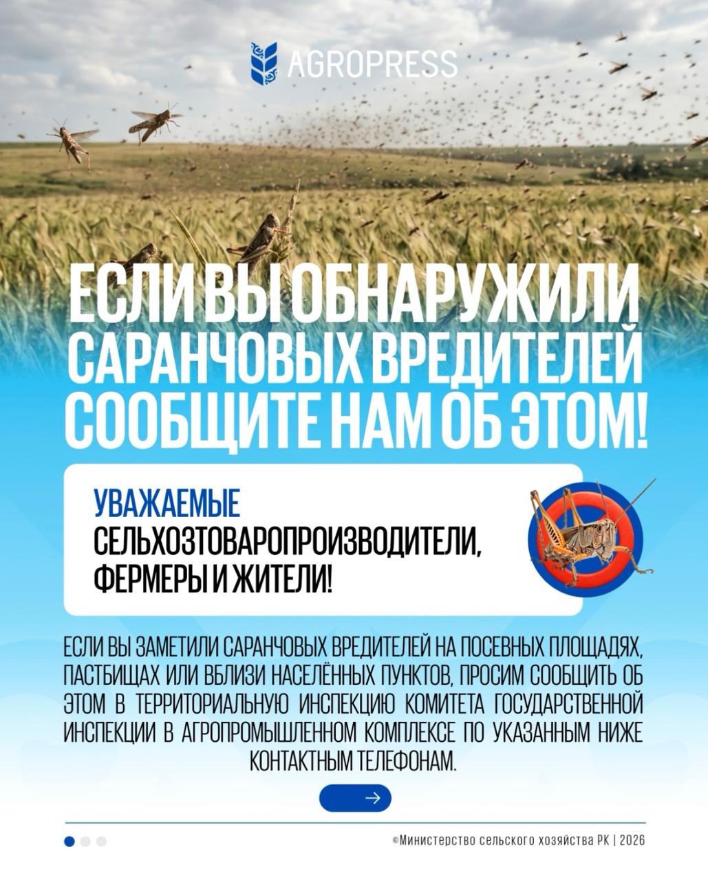 НАЗАР АУДАРЫҢЫЗ! ШЕГІРТКЕ ЗИЯНКЕСТЕРІН БАЙҚАСАҢЫЗ — БІЗГЕ ХАБАРЛАҢЫЗ!