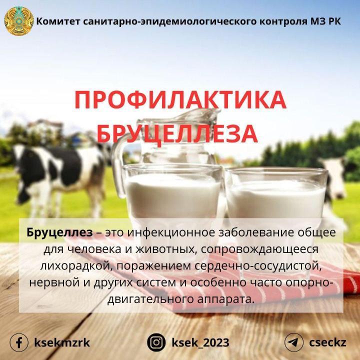 БРУЦЕЛЛЕЗ: ауру белгілері және алдын алу шаралары