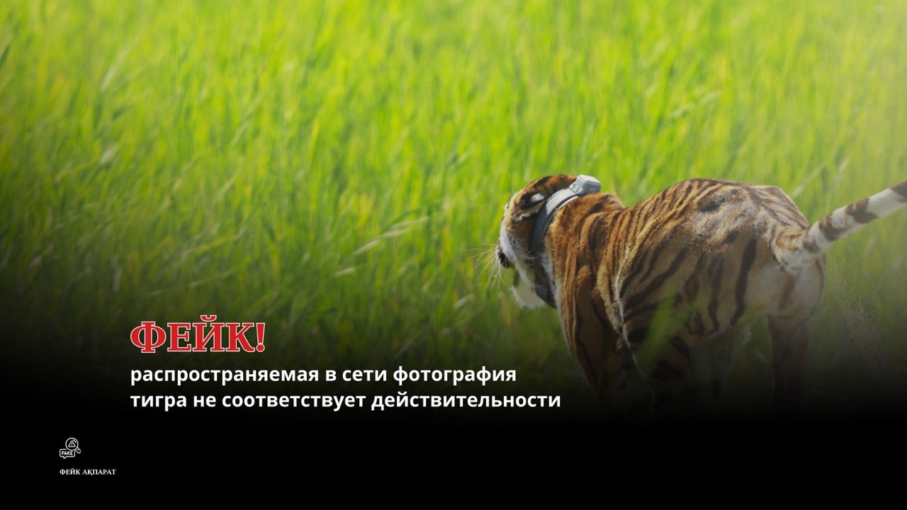 ФЕЙК АҚПАРАТ! Желіде тараған «жолбарыс» фотосы шындыққа сәйкес келмейді
