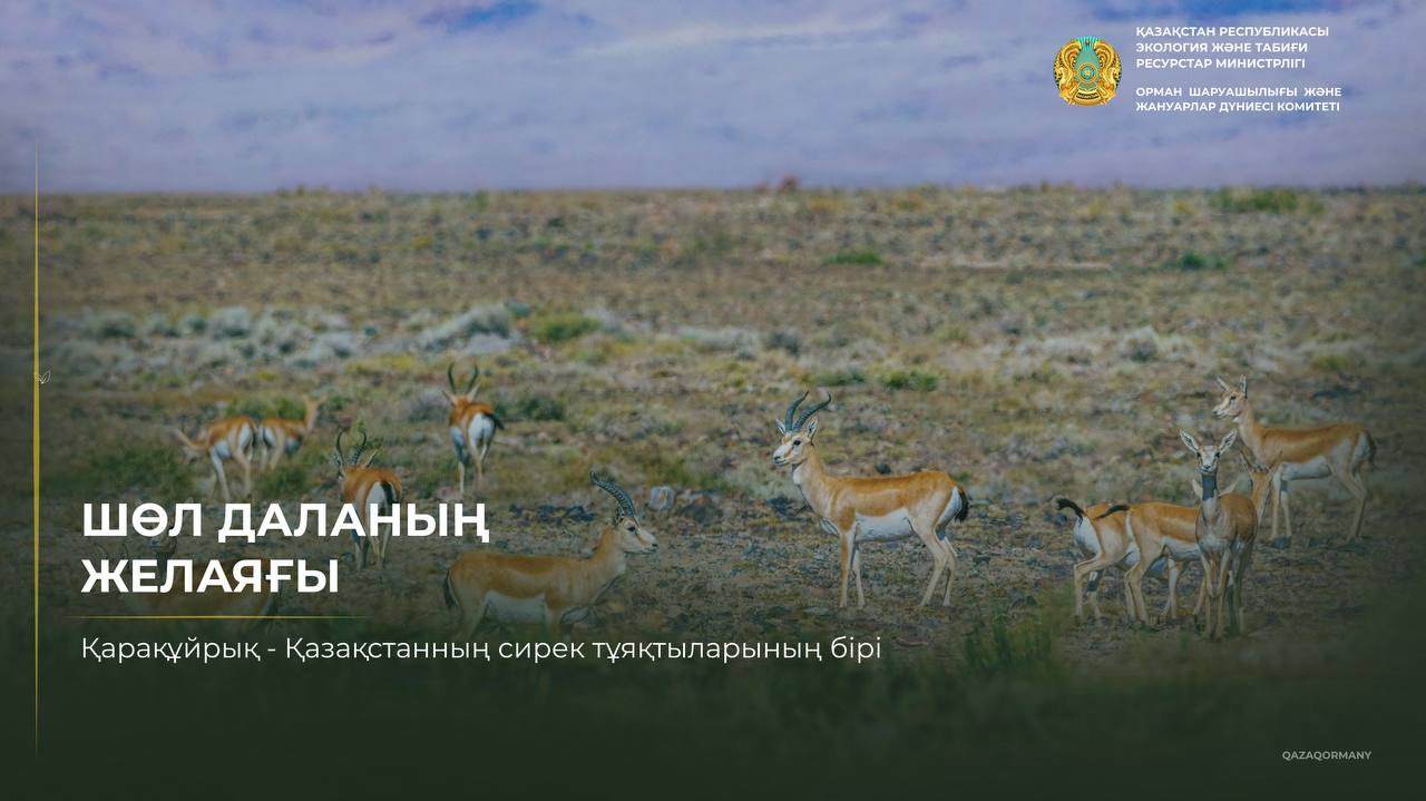 Сағатына 60 шақырымнан астам: қарақұйрықтың басты қаруы — жылдамдық